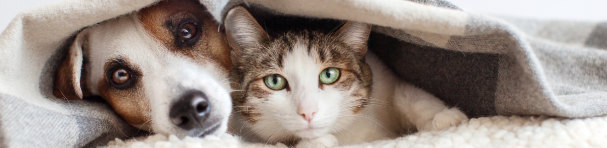 Chat curieux en gros plan - image de bannière Fidoz